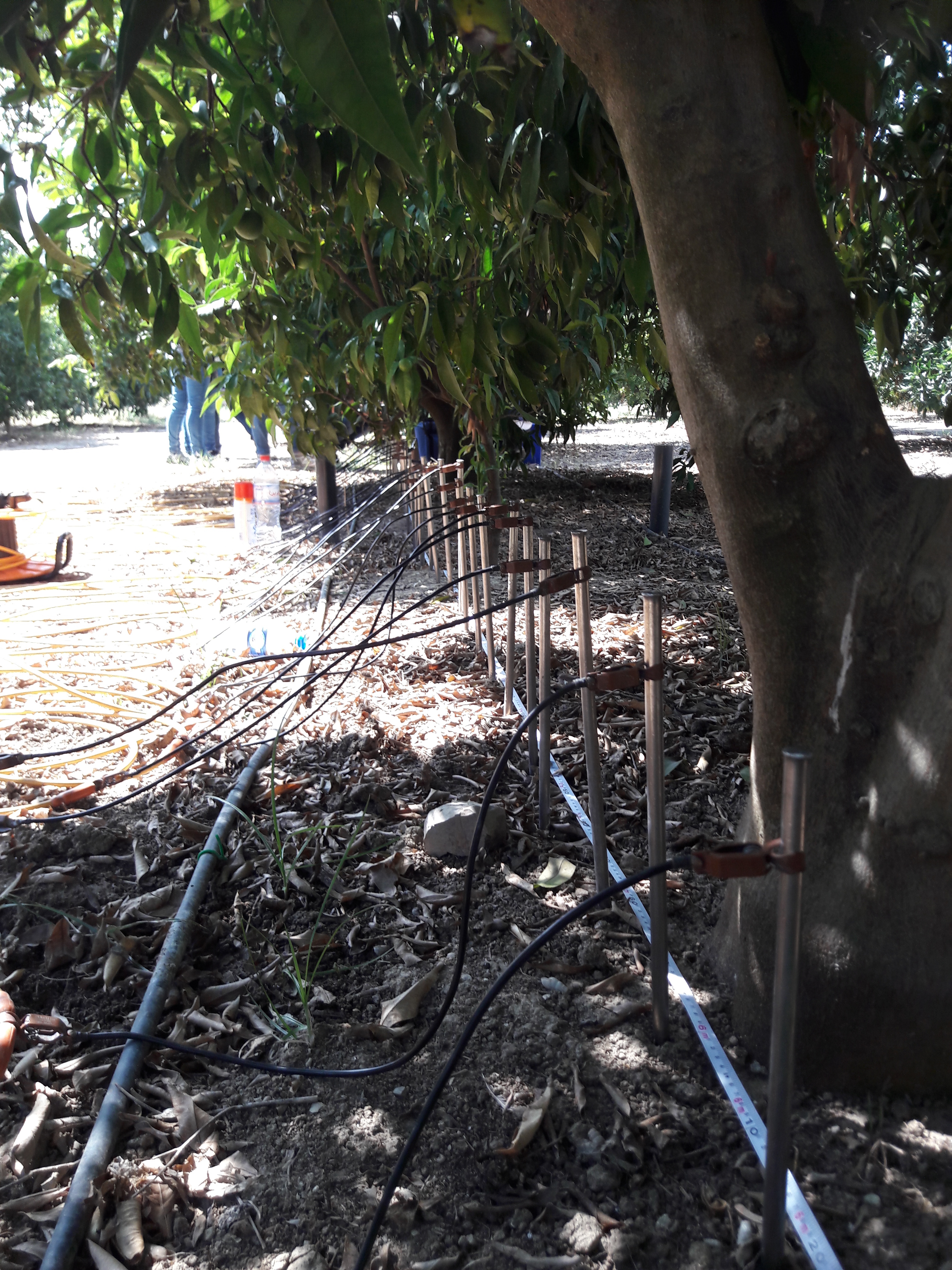 Electrical Tomography Survey along Orange trees in Tunis (CERTE)
© B. Mary
