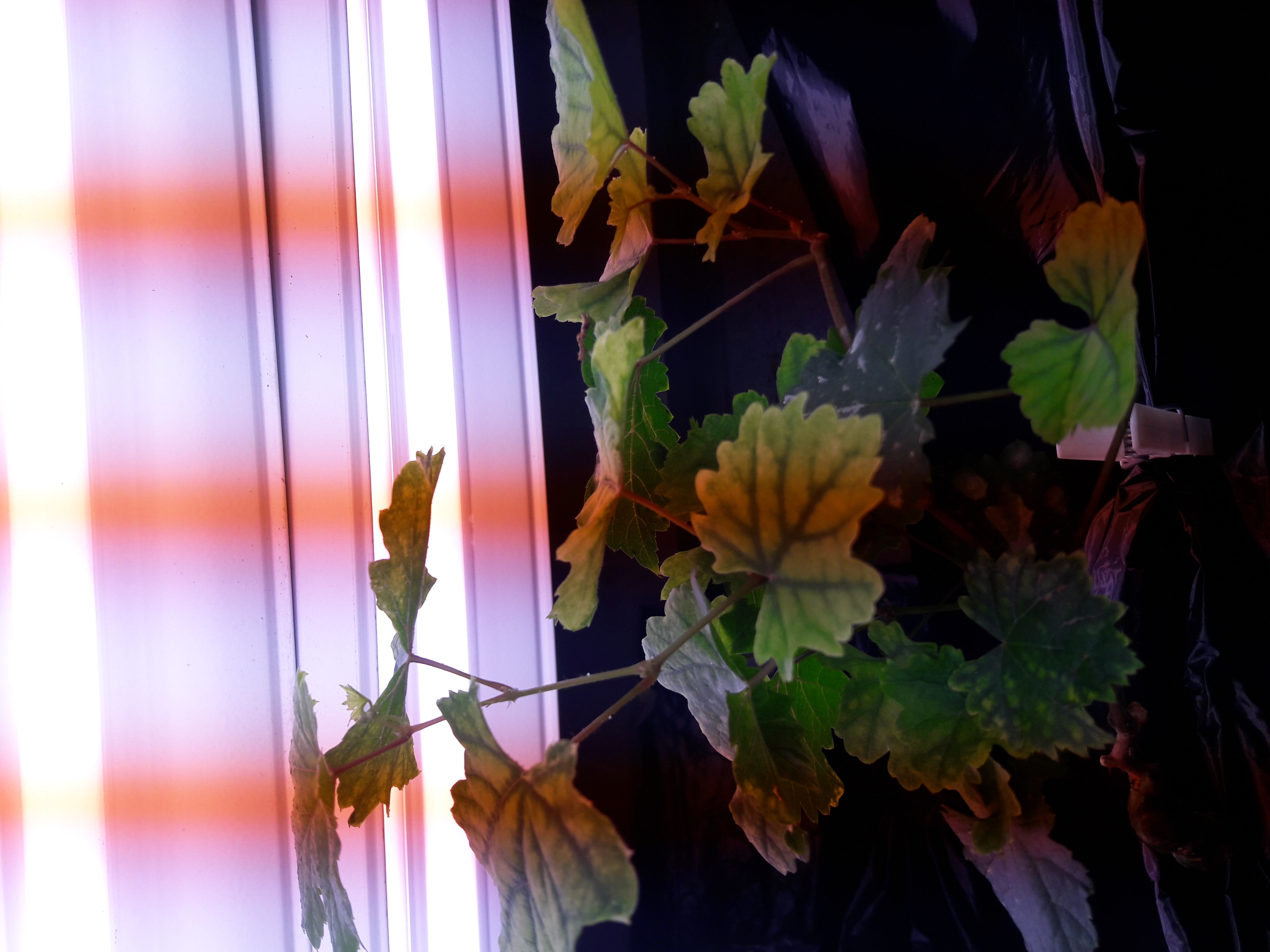Artistic picture of the vine plant growing under neons’lights during a lab experiment
© B. Mary