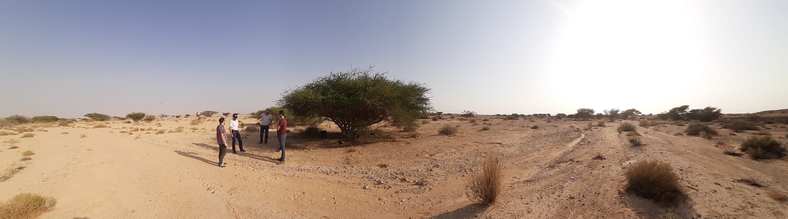View of the Acacia trees in the Arava desert (Israel)
© B. Mary