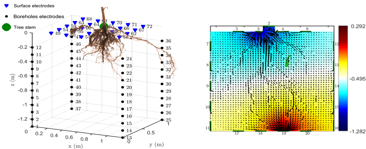 Figure illustrating the 3D position of sensors around the plant and simulation showing the distribution of current voltage after a current stimuli into the root system
© B. Mary